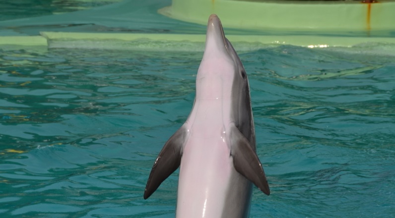 Planete Sauvage, France, dolphin, captive, tank, one voice