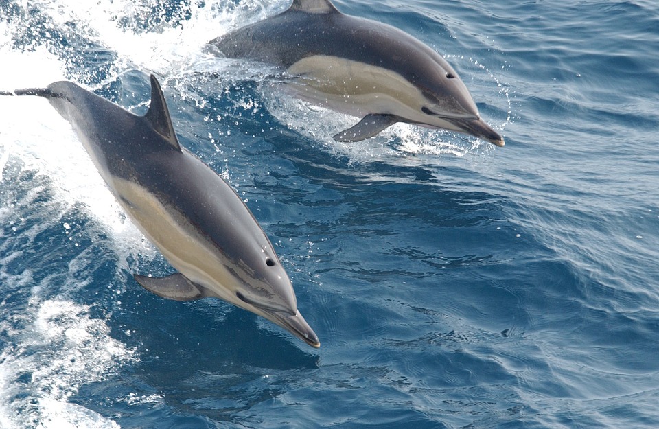 common dolphins, dolphins, cetaceans, wild, ocean