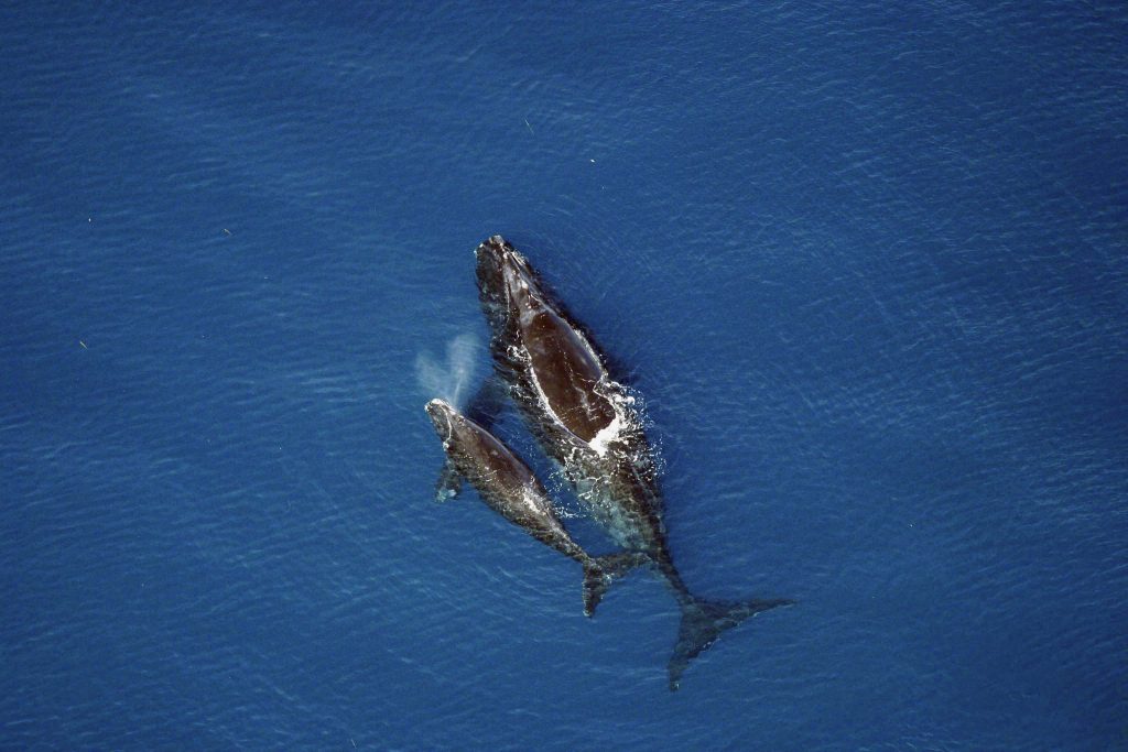 right whale, whale calf, wild, ocean