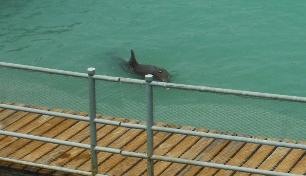 dolphin discovery, Isla Mujeres, mexico, dolphin, captive, dolphin swim