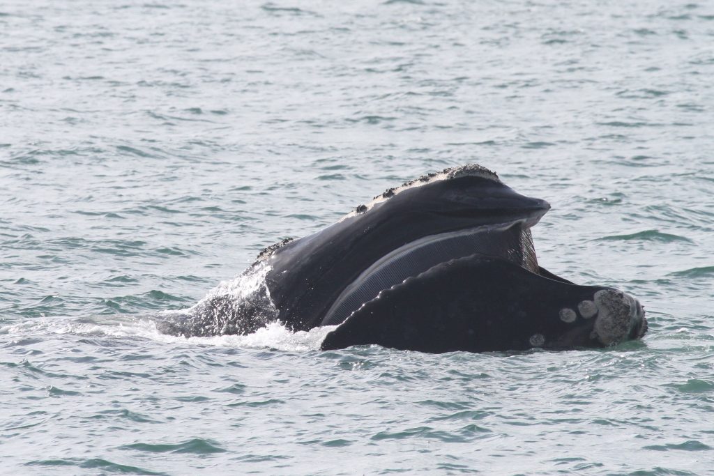 right whale, whale, baleen, wild, cetacean