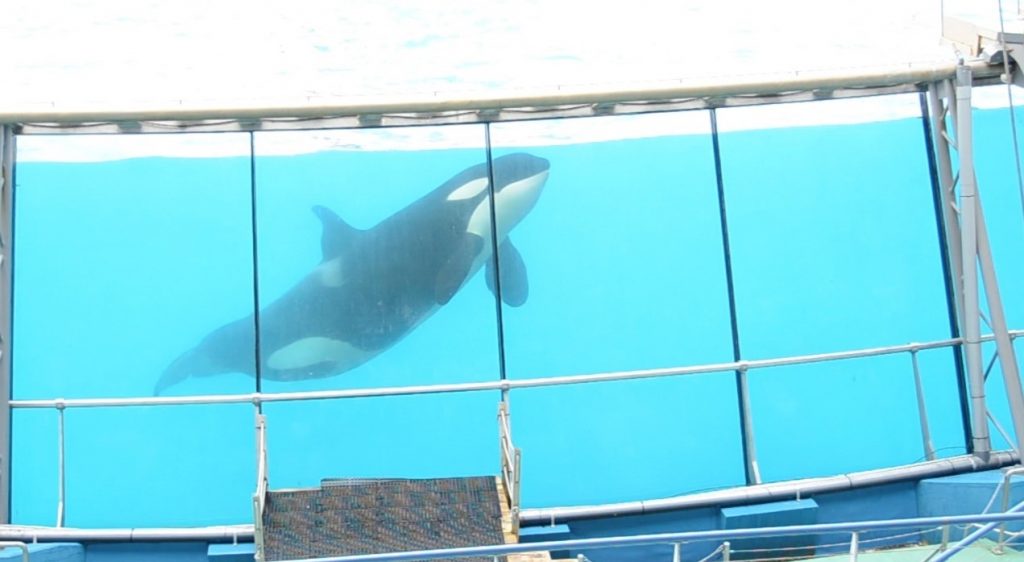 Marineland, Antibes, France, Orca, Killer Whale, One Voice, captive, tank