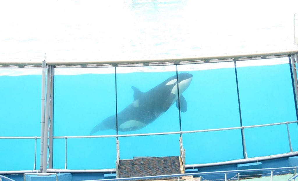 Marineland_Antibes_OneVoice