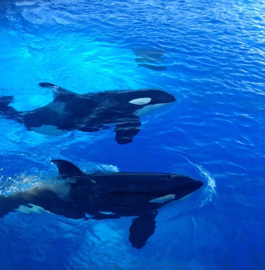 Russian orca captures, transient orcas, Red Book, Federation, orcas, killer whales
