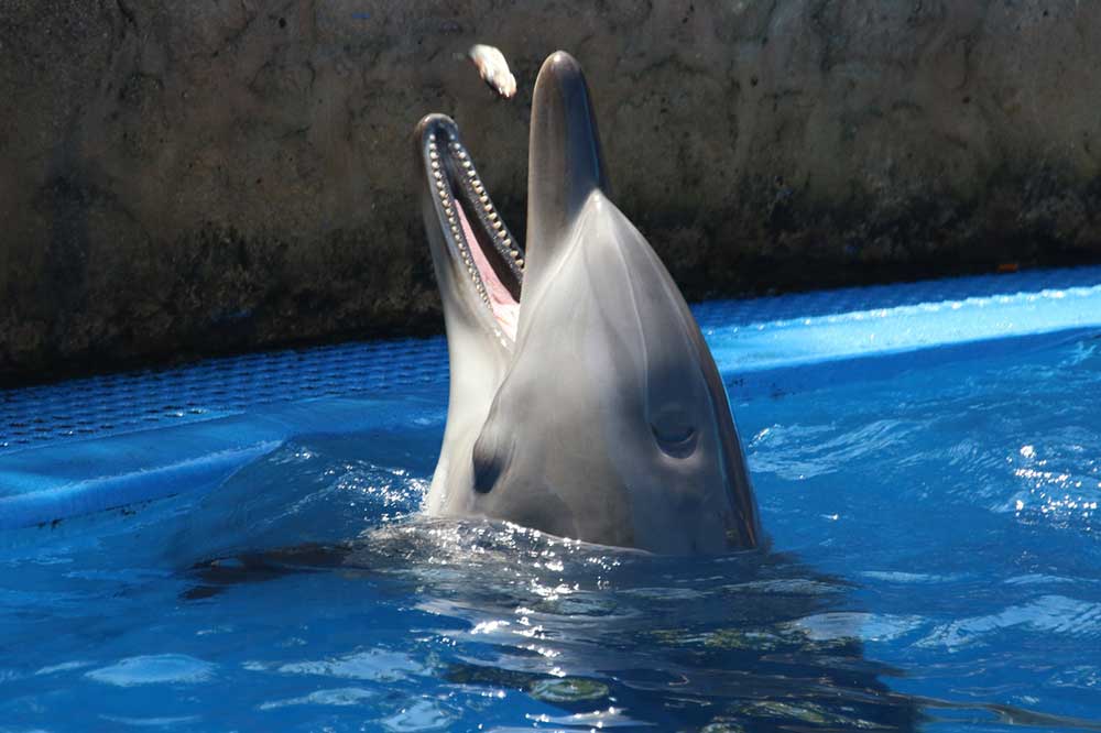 Bulgaria, captive dolphin, captivity, dolphins, tank