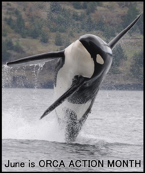 Orca action month, June, orcas, killer whales, southern resident orcas, pacific north west