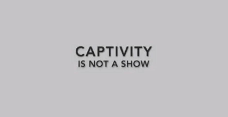 world day for captive dolphins, captivity, marine connection, captivity video