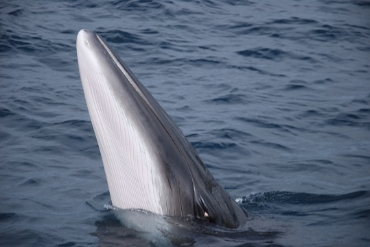 minke whale, spy hop, whale