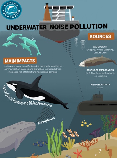 Effects of underwater noise on cetaceans | Marine Connection