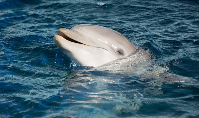 Nau, Genova Aquarium, Italy, captive, dolphin