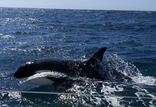 Orcas, sailing boats, Spain, killer whales
