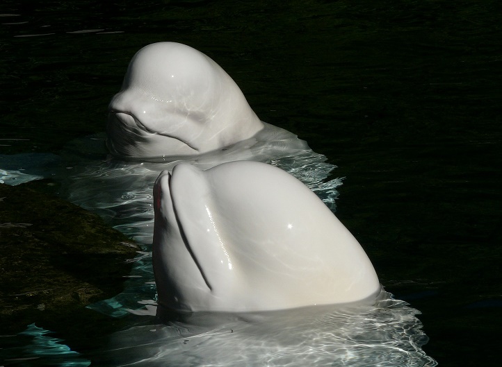 beluga whales, captivity