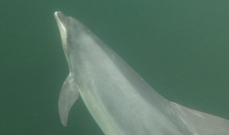 Solitary dolphin, Yoda, Delle, Denmark, Moray Firth population