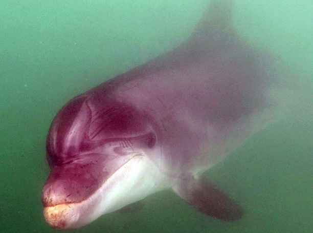 Solitary bottlenose dolphin Fiete, harbour porpoise attacks