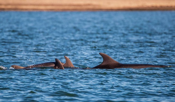 Moray Firth dolphins, Denmark, Yoda, Delle, Mischief, Chewbacka