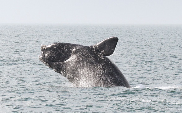 North Atlantic, Right Whale, endangered, fishing entanglement