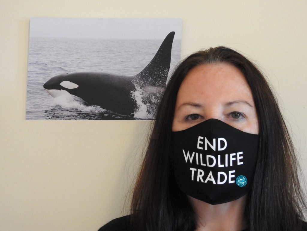 End wildlife trade in dolphins and whales, wild captures, dolphins, whales, stop wildlife trade, cetaceans, Marine Connection