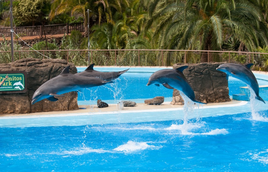 Palmitos Park, dolphins, Aspro Parks, Gran Canaria