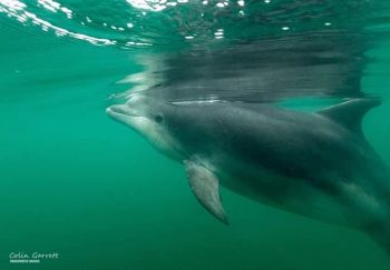 Danny, dolphin, Dorset, solitary, cetacean, memorial