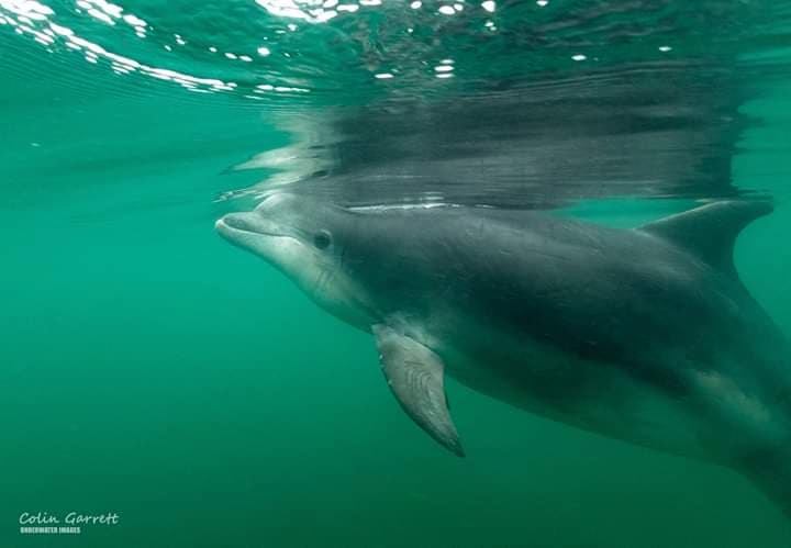 Danny, dolphin, Dorset, solitary, cetacean, memorial, Casterbridge Hardy