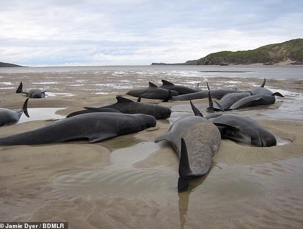strandings, sea blasts, Joanna Lumley, whales, dolphins