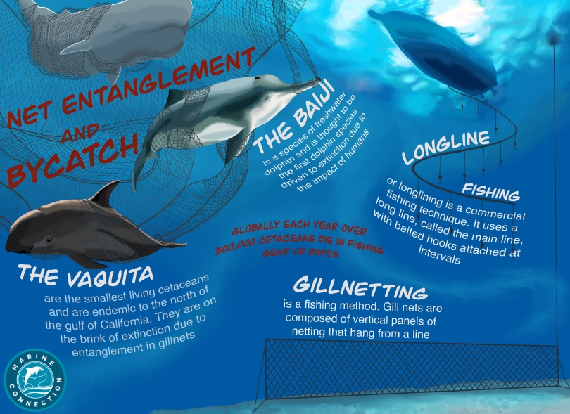 bycatch, net entanglement, fishing, baiji, vaquita, dolphins, whales, porpoises, longline, gillnet