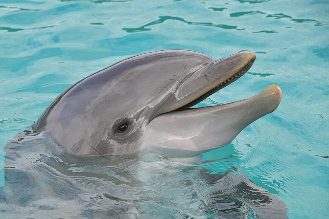Dolphin Marine Conservation Park, Coffs Harbour, Australia, New South Wales, captivity