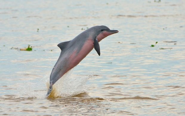 freshwater dolphin, tucuxi, amazon river, IUCN red list, 