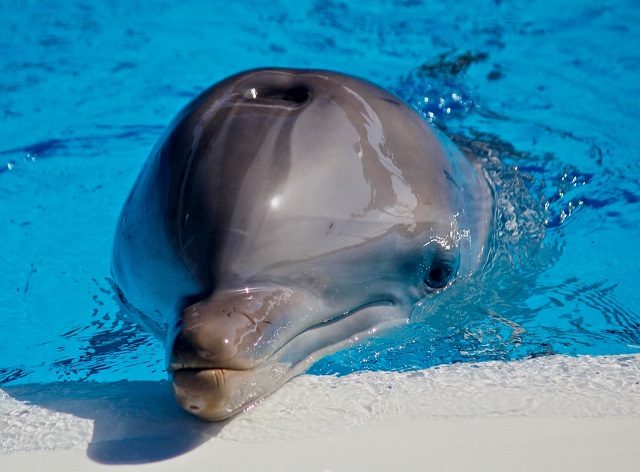 South Korea, dolphin import ban, captivity, Geoje Sea World, dolphin interactions