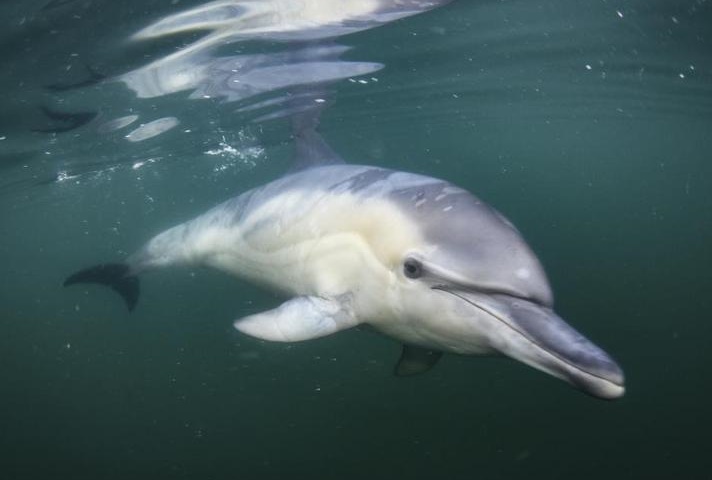 solitary dolphin, dolphin death, germany, Lone Rangers, solitary cetaceans, marine connection