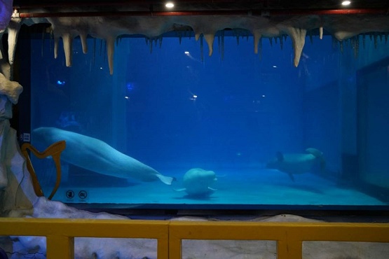 beluga whale, captivity, Zhengjia Polar Ocean World, China, calf birth, captivity