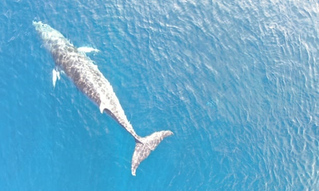 Japan, minke whale, trapped, killed, Taiji, Life Investigation Agency