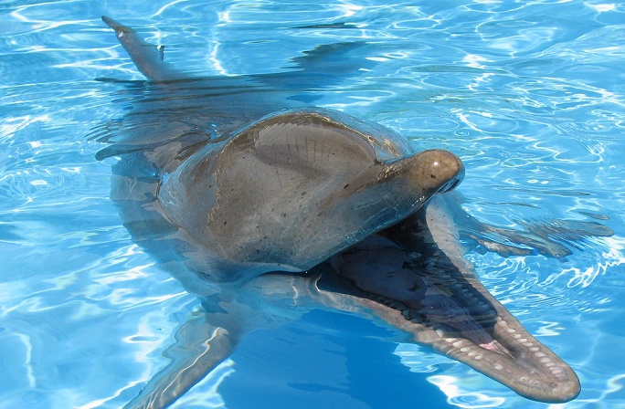 Australia, ban dolphin breeding, Coffs Harbour, New South Wales, dolphins, captivity