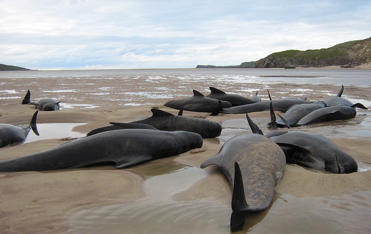 Durness whale stranding, Stop Sea Blasts, Joanna Lumley, strandings, Scotland, WWII, detonation