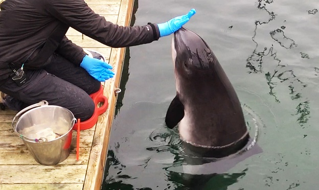 Freya, Fjord & Baelt, Denmark, porpoises, World Animal Protection, Marine Connection, Dolphinaria-Free Europe, permits, Saga, Eskild