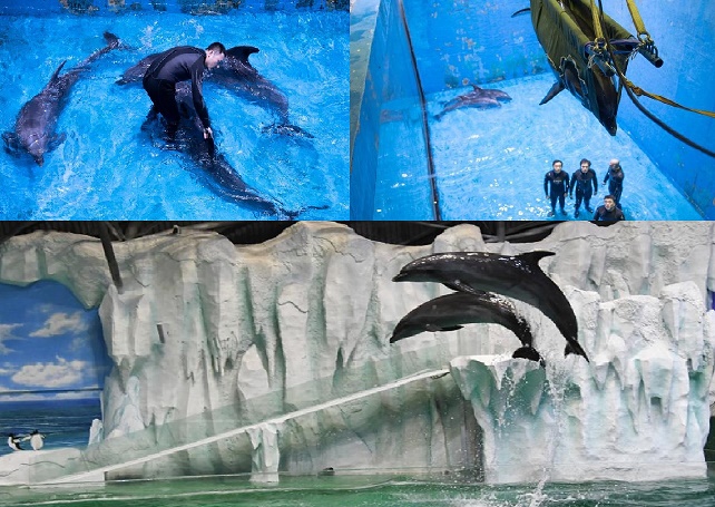Harbin Polarland, China, China Cetacean Alliance, Marine Connection, captive dolphins, dolphin transfers
