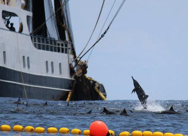 Capturing dolphins to catch tuna is not responsible fishing