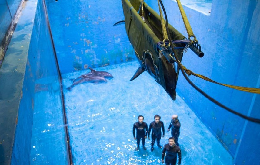 Harbin Polarland, China, captive dolphins, dolphin transfers, captivity