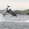 Moray firth dolphins, Favourable Conservation Status , dolphin and whale conservation strategy, UK, protect dolphins and whales, Marine Connection, Margaux Dodds