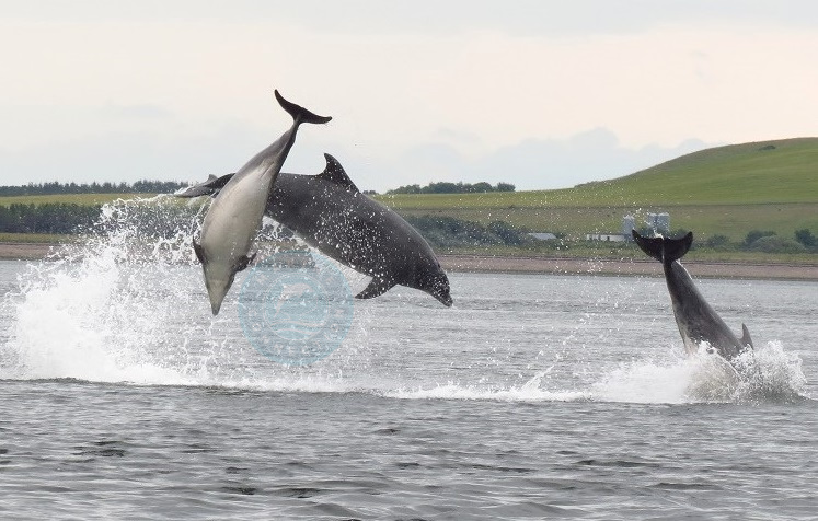 Moray firth dolphins, Favourable Conservation Status , dolphin and whale conservation strategy, UK, protect dolphins and whales, Marine Connection, Margaux Dodds