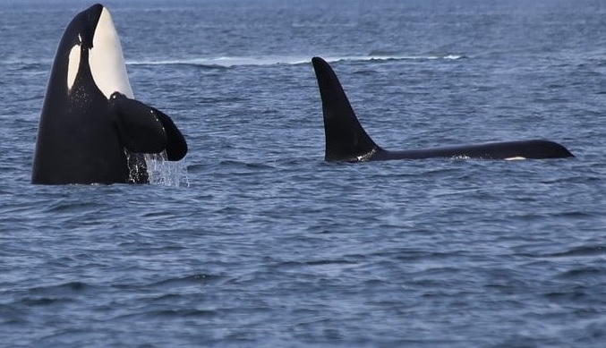 Russia, beluga, orca, wild captures, 2023
