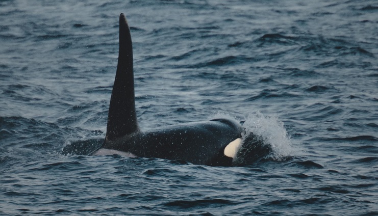 Orca, killer whale, Russia, russian whales, dolphins, Russian federation, ban, legislation