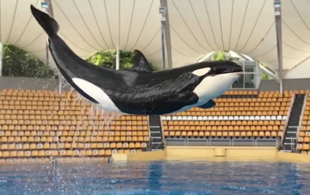 Orca Skyla dies at Loro Parque, Tenerife | Marine Connection