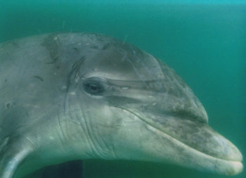 Fungie, dolphin, Dingle, Kinsale, solitary dolphin, social dolphin, Lone Rangers, Marine Connection