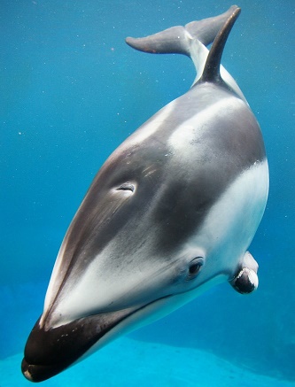 Vancouver Aquarium, Helen, White Sided Dolphin, sale, permit, SeaWorld, Texas, San Antonio