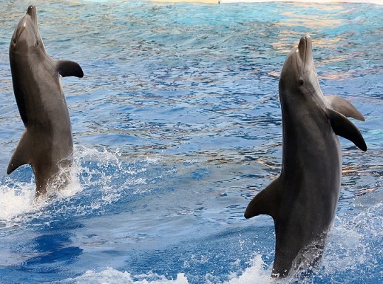 dolphins, dolphin captivity, Harderwijk dolphinarium, Netherlands, dolphin show, end captivity, Marine Connection
