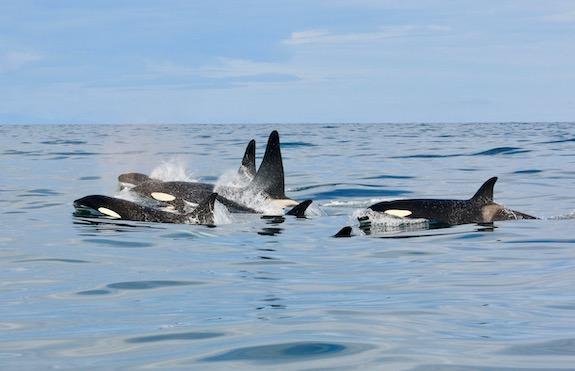 Icelandic orcas, orcas, pcbs, icelandic orca project, marine connection, wild orcas