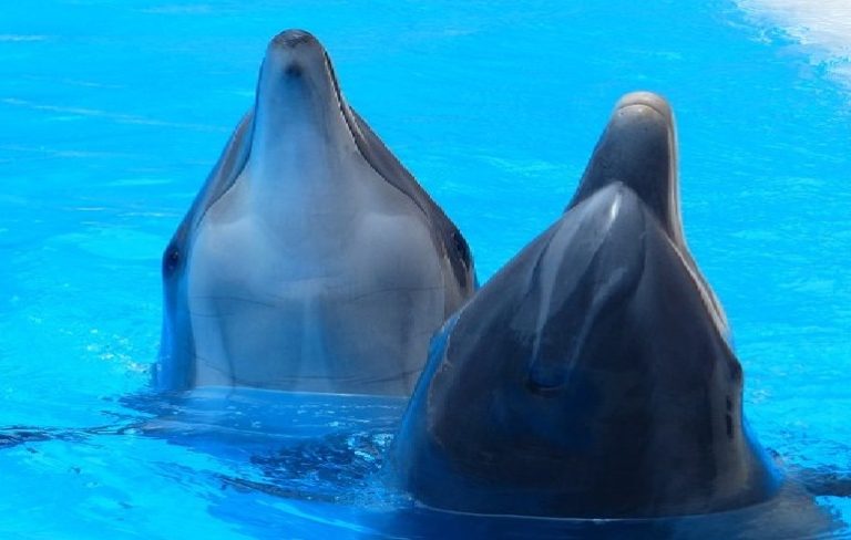 Sea World, Australia has no plans to stop dolphin breeding | Marine ...