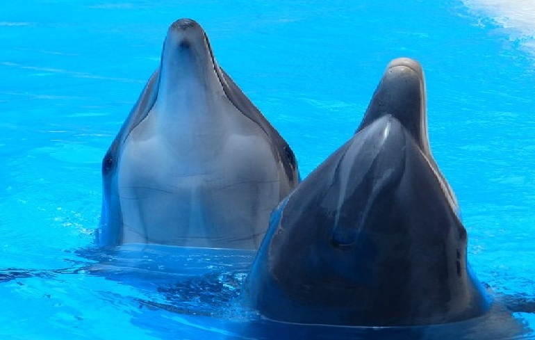 Sea World, Gold Coast, Australia, dolphins, breeding, captivity