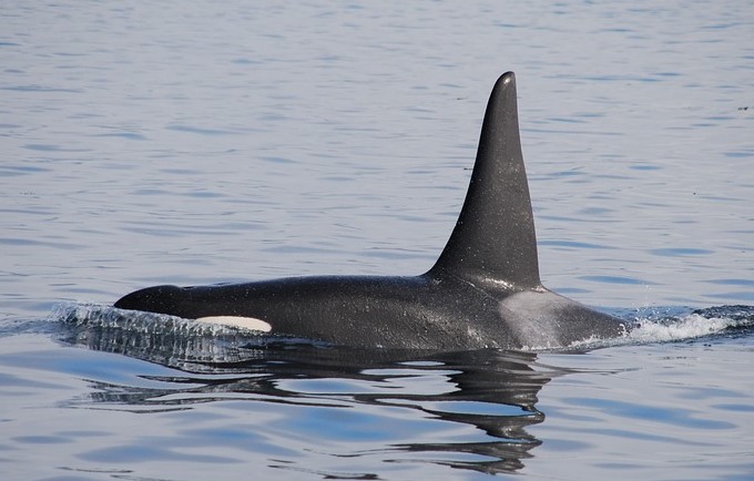 russia, orcas, dolphins, cetaceans, captures, whale jail, marine connection